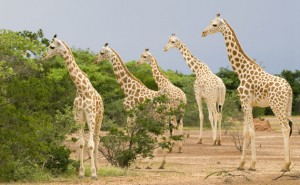 West African wildlife